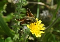 silver-spotted skipper-4